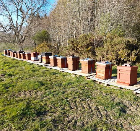 the nchtr faoe|How to Recognise a Nectar Flow. .